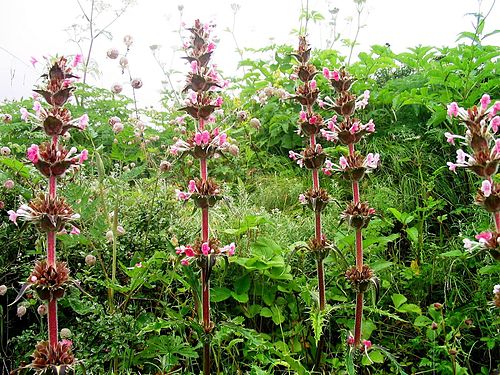 多層の花、モリナ・ロンギフォリア