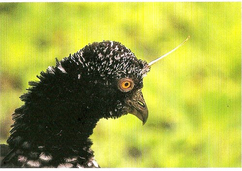 アラウコは、この地域の鳥です