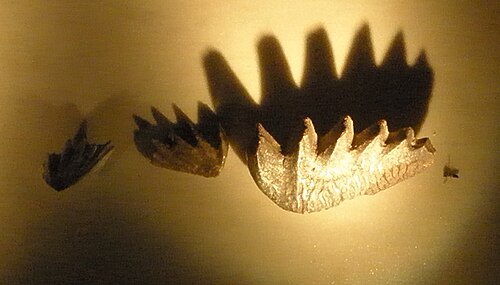 ケラトドゥスの歯板