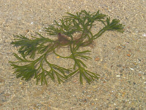 砂の上に横たわる、切り離された海藻の葉の写真