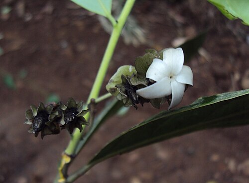 雄花
