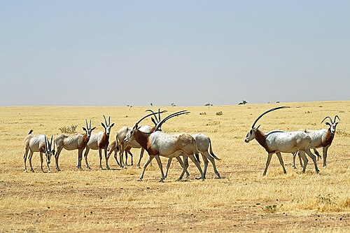 2022年にチャドのワディ・リメ=ワディ・アキム動物保護区で撮影された、野生のシミターホーンオリックスの群れの写真。