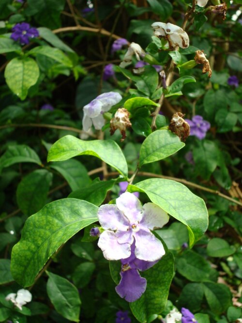 栽培植物、シカゴ植物園。