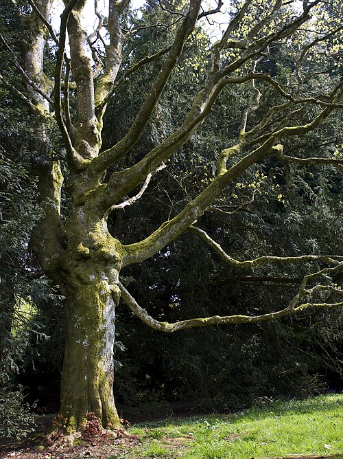 Acer cappadocicum (カッパドキアのカエデ)