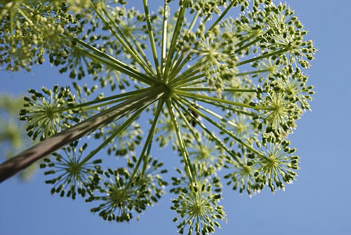 アンジェリカの花頭、球でできた球（自己相似）