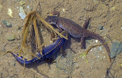 浅い池でメス(まだら模様の灰色、右)に求愛するオス(明るい青色、左)の背面図