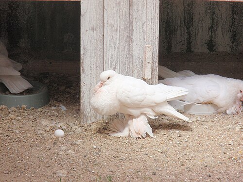 足に鱗の代わりに羽毛が生えている鳩。