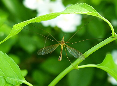 雄のTipula bicornis