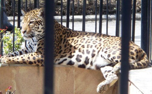 ジャガー