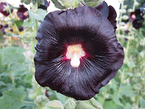 黒葵 (Alcea rosa nigra)