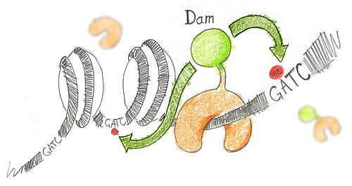 ヒストンに巻き付いた DNA 分子の図