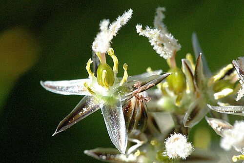 イグサ科のJuncus squarrosusの6枚の花被片（内側3枚、外側3枚）