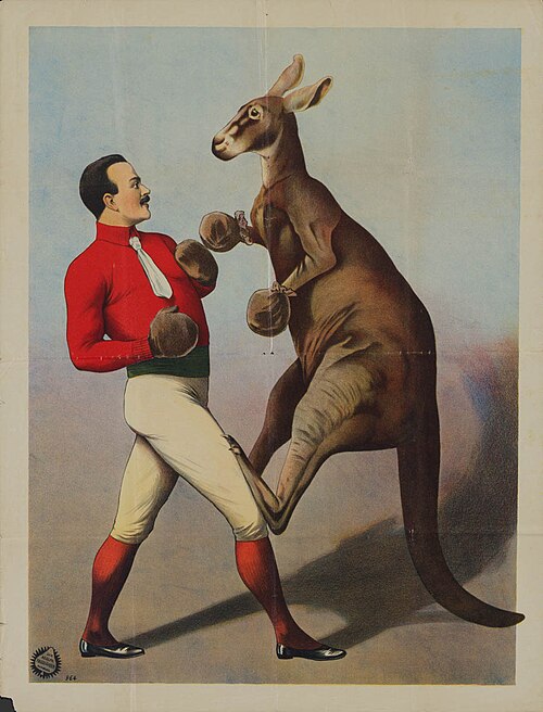身なりの良い男性が手袋をはめてカンガルーとボクシングをしている。1890 年代にドイツのハンブルクでアドルフ・フリードレンダー (1851–1904) によって印刷された。