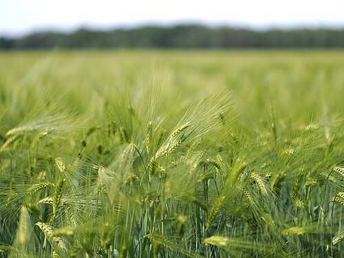 強風に遭ったボケのある麦畑、ISO 感度 = 200、露出時間 = 1/4000 秒、露出値 = 11.5。