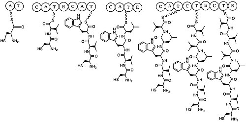 ルグドゥニンの合成を示す ChemDraw 画像。合成は、4 つの異なるドメインを持つ典型的な NRPS 方式で進行します。