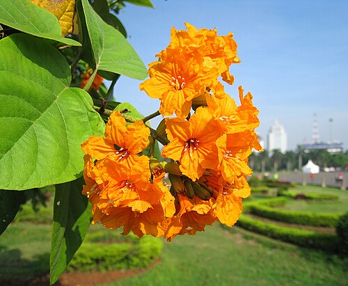 花園