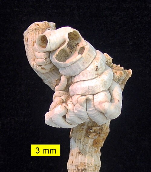 キプロス島の鮮新世に生息するサンゴ類クラドコラの枝に付着したミミズ科腹足類 Petaloconchus intortus