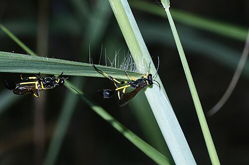 S. (Sceliphron) madraspatanum madraspatanum はインドに生息しています。