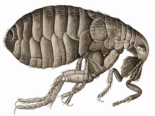 ロバート・フックによるノミの絵（『ミクログラフィア』、1665年）