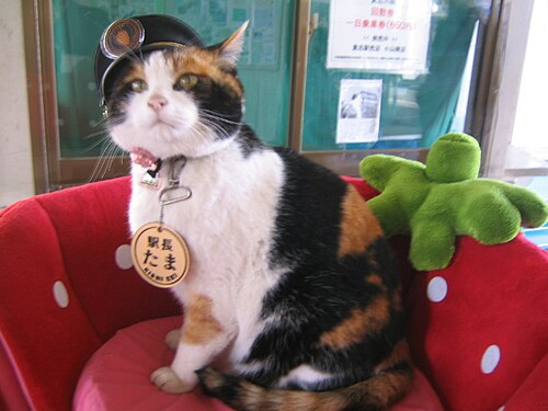 首輪と小さな帽子をかぶったオレンジ、黒、白の猫が、イチゴのように飾られた椅子に座っていました。