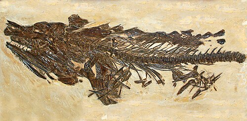 オタワのカナダ自然博物館のキモリクティス