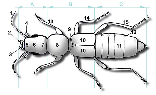 9 = 甲虫類
