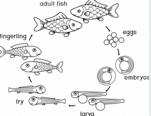 Moyle, PB, & Marciochi, A. (1975). 北東カリフォルニアのモドックサッカー Catostomus microps の生物学。Copeia, 1975(3), 556–556. https://doi.org/10.2307/1443657