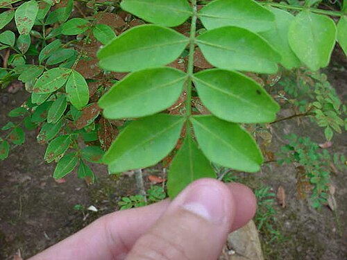 緑色の茎に、4 枚の大きな (おそらく幅 2～4 cm) アーモンド形の緑色の葉が付いており、中央のセルロースが両側に広がっており、先端にも 1 枚の葉がある。この葉は、おそらく撮影者の左手の親指と人差し指でつかまれている。背景には、おそらく同じ種の植物がいくつか見えるが、茶色の斑点が点在する何らかの病気にかかっているように見える。手前の標本はそれほど影響を受けていない。