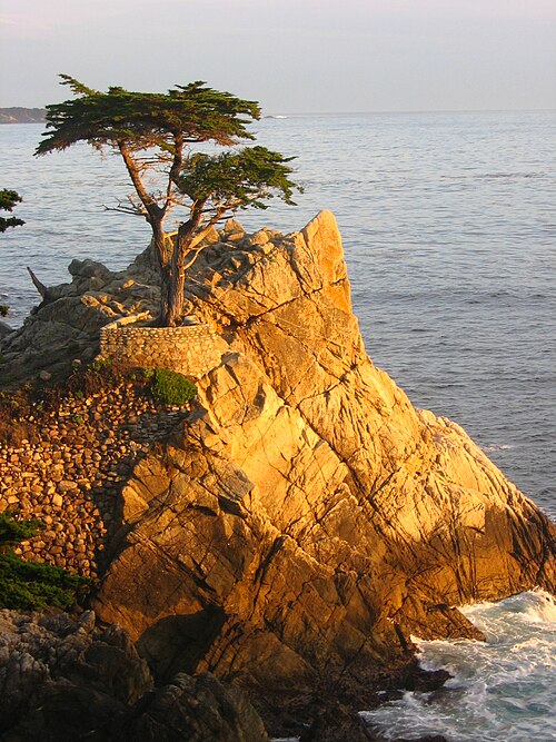 Cupressus Macrocarpa、モントレー半島、カリフォルニア