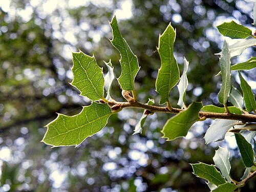 Leaves on branch