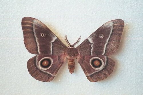 成虫のオオミズアオ（Gonimbrasia belina）