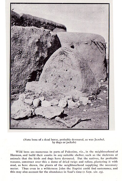 フラ族の蜂の巣、1904年。