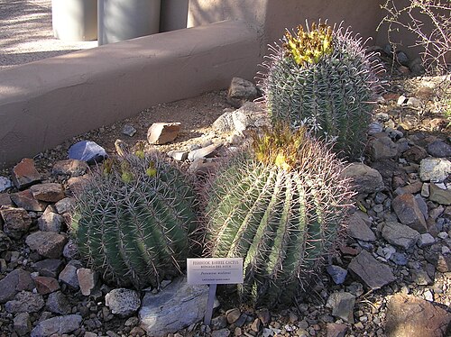 アリゾナ・ソノラ砂漠博物館植物園の樽サボテン