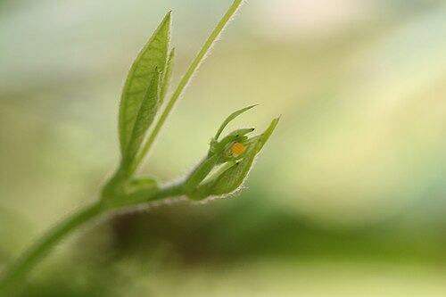 H. charithoniaの卵。産卵数は花粉の供給量によって左右される。
