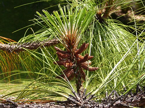 ハックフォールズ樹木園にある、Pinus devonianaの雄花序