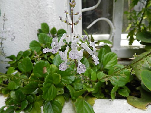 花と葉