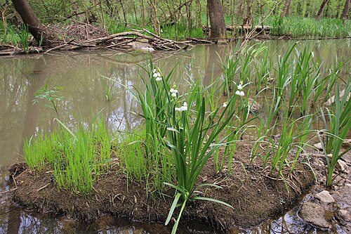 ブルガリアの水辺での栽培