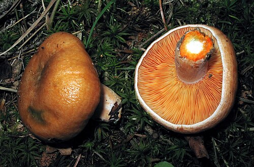 2 つの若い菌類の高角度と低角度のショット