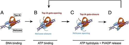 このメカニズムは、逆ジャイレースが最初に DNA に結合すると約 20 塩基対の巻き戻しが誘発され、ATP 結合後、バブルは約 10 塩基対に巻き戻され、トポイソメラーゼ IA ドメインは鎖通過中に正のスーパーコイルを導入できると提唱しています。酵素は ATP 加水分解時に DNA 鎖から解放され、このプロセスは DNA 鎖の他の場所で繰り返すことができます。