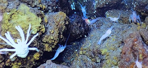 フォン・ダム熱水域に生息するコビレエビ類とアルビノカリディ科のエビは、水質の変化によって生き延びている。