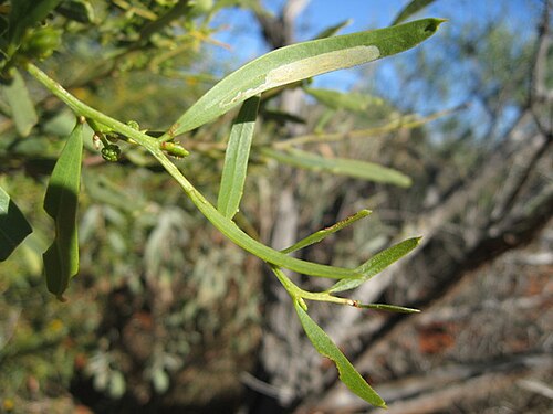 葉状体とムクロスを持つ A. ligulata、ニューサウスウェールズ州ティブーブラ近郊スタート国立公園