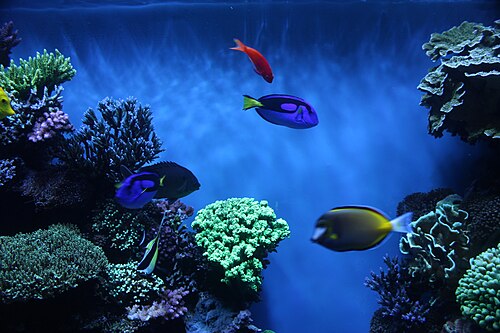 生きたサンゴの前を泳ぐ色とりどりの魚たち