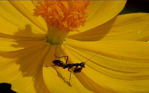 カマキリの幼虫の中には、捕食者から身を守るためにアリに擬態するものもいる。