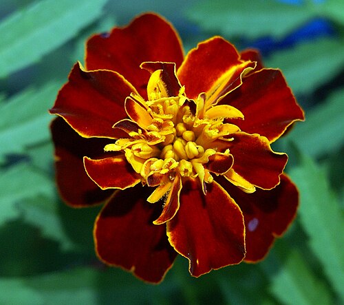 マリーゴールドの花