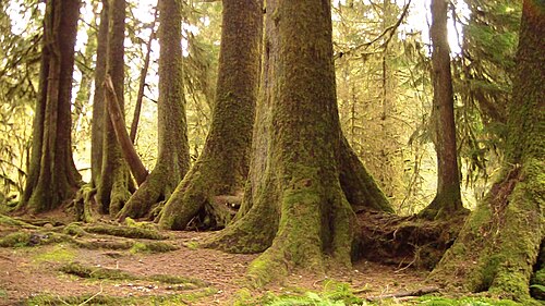 成長中の他の木に栄養を与える養生丸太