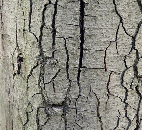 Trunk