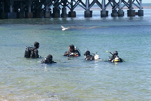 カリフォルニア州モントレー近郊の湾でのスキューバダイビングレッスン