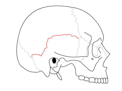 鱗状縫合。頭頂骨と側頭骨の鱗状部を隔てる縫合線。