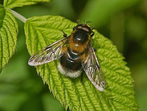 Volucella Bombylans var.プルマータ、男性
