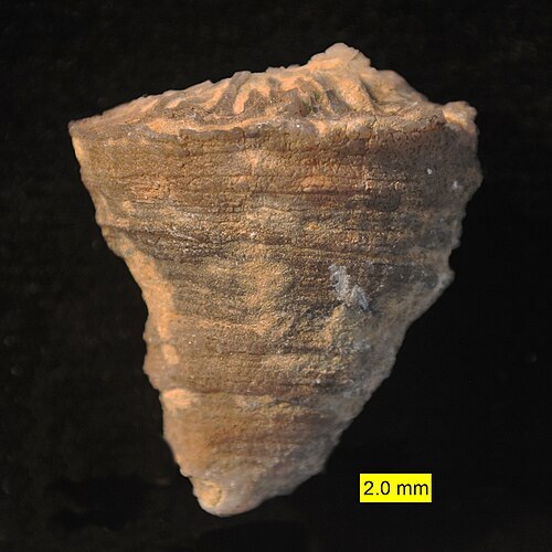 アクソスミリア（Axosmilia）、イスラエル南部のマトモル層（中期ジュラ紀）産のイシサンゴ類。側面図。